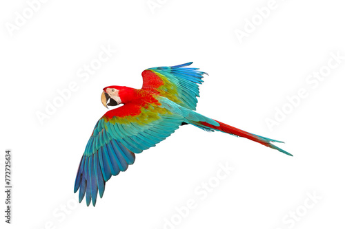 Colorful flying Green Wing Macaw parrot isolated on transparent background png file © Passakorn