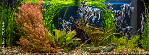 Freshwater aquarium with snags, green stones, tropical fish and water plants. Blue marbled angelfish.
