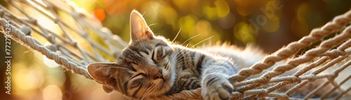 Satisfied cat, afternoon nap, hammock backdrop, close perspective, soft summer light, serene photo