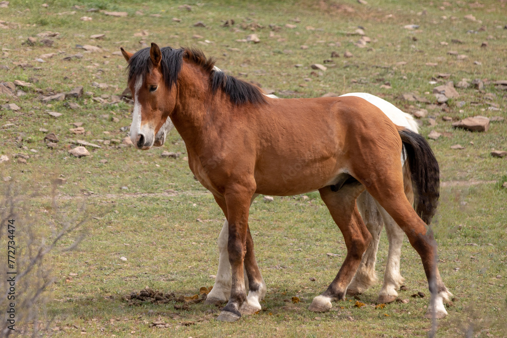 Fototapeta premium Young wild horse stallions play fighting in the springtime desert in the Salt River wild horse management area near Mesa Arizona United States