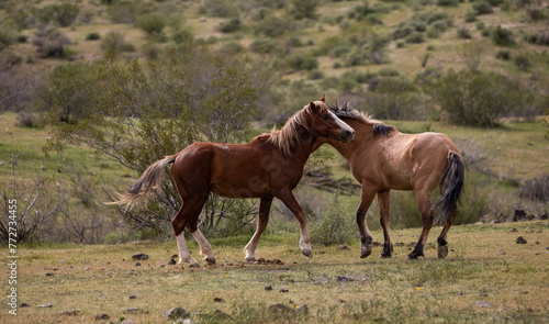 Light tan and red bay wild horse stallions fighting in the springtime desert in the Salt River wild horse management area near Mesa Arizona United States