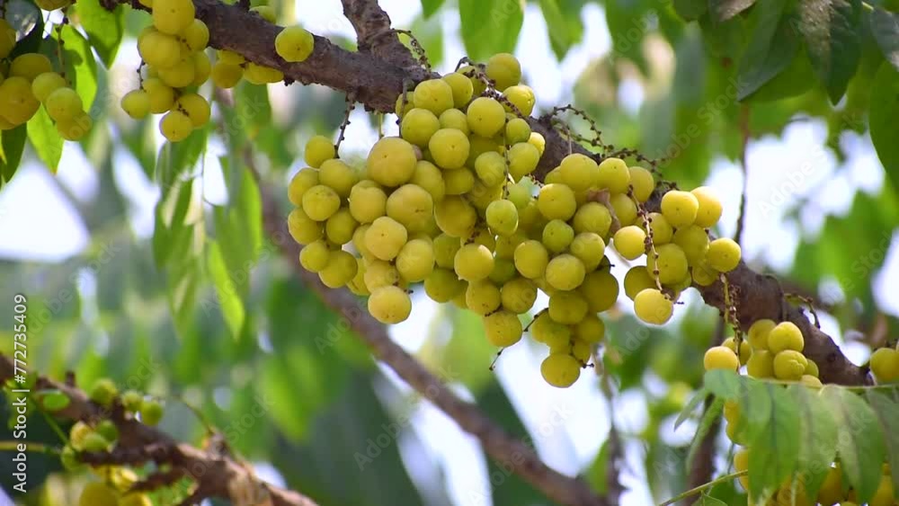 Star gooseberry fruit. Phyllanthus acidus, known as the Otaheite gooseberry , star , damsel, grosella , karamay. Star gooseberry fruit. Phyllanthus acidus, known as the Otaheite gooseberry , star , damsel, grosella , karamay.
