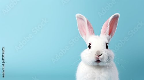 cute animal pet rabbit or bunny white color smiling and laughing isolated with copy space for easter background © Wajid