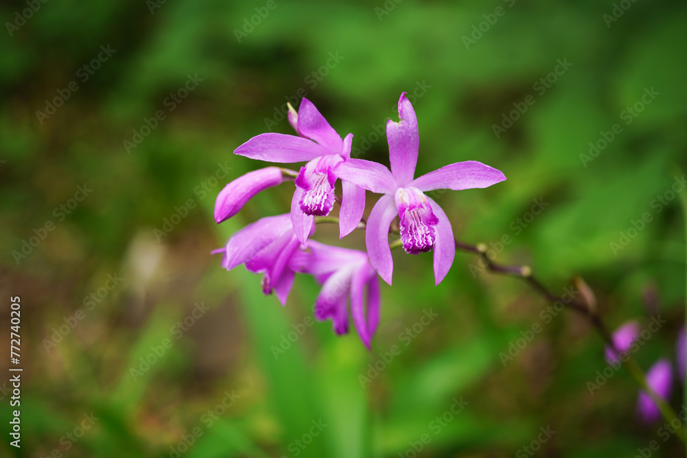 紫のシラン