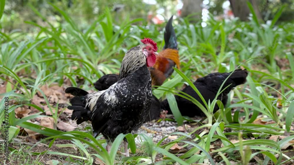 Rooster and hens pecking the ground among green leaves in the Park, Azores Rooster and hens pecking the ground among green leaves in the Park, Azores