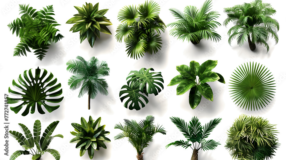 plant with leaves, set of palm trees plant with leaves, set of palm trees
