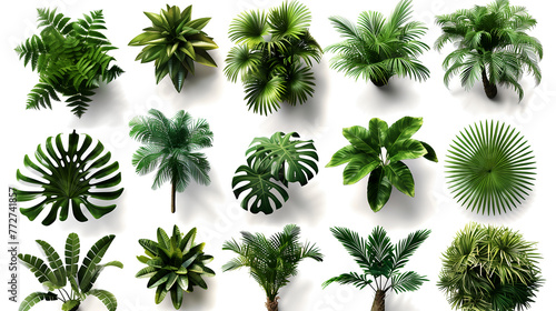 plant with leaves  set of palm trees
