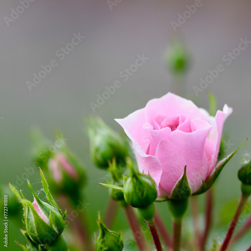 Pink rose Bonica with buds in the garden. Perfect for background of greeting cards