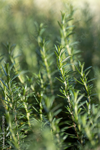 Fresh Rosemary Herb grow outdoor. Rosemary leaves Close-up. © freedom_naruk