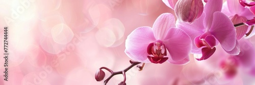 Orchid Background For Graphic Design Orchild  Background For Graphic Design