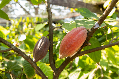 Cacao Tree (Theobroma cacao). Organic cocoa fruit pods in nature. © freedom_naruk