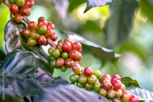 coffee berries by agriculture. Coffee beans ripening on the tree in North of Thailand © freedom_naruk