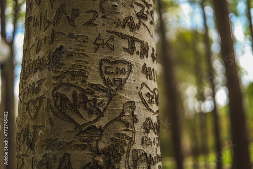 Foto Names carved in a tree