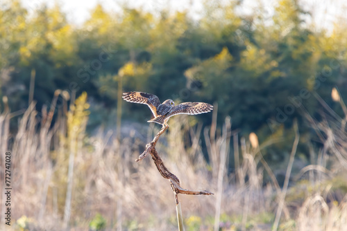 夕暮れに葦原の枝に飛びつく美しいコミミズク（フクロウ科）。

日本国埼玉県、荒川河川敷にて。
2024年3月23日撮影。

A beautiful Short-eard Owl (Asio flammeus, family comprising owls) jump at the branch of a reed bed in twilight.

At Arakawa riverbed, Sai photo