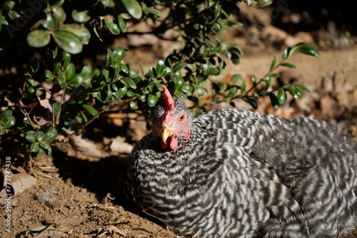 chicken laying down 