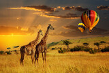 Giraffes standing on dry grass field with air ballon