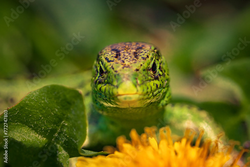 Green lizard on yellow dandelion. Lizard sunbathing on summer glade. Beautiful green and yellow exotic lizard with vibrant colors in natural environment. photo