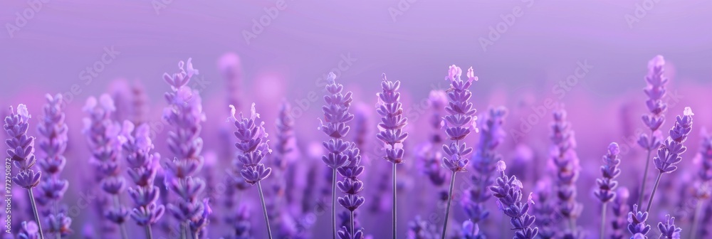 Fototapeta premium Lavender Background For Graphic Design, Graphic Background HD 