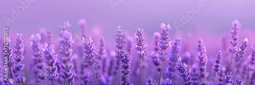 Lavender Background For Graphic Design, Graphic Background HD 