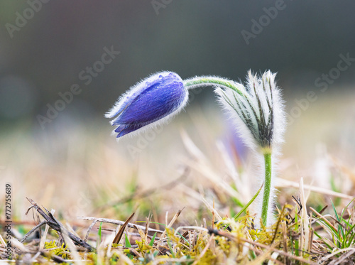 Pulsatilla vulgaris pasqueflower buttercup family Ranunculaceae Anemone