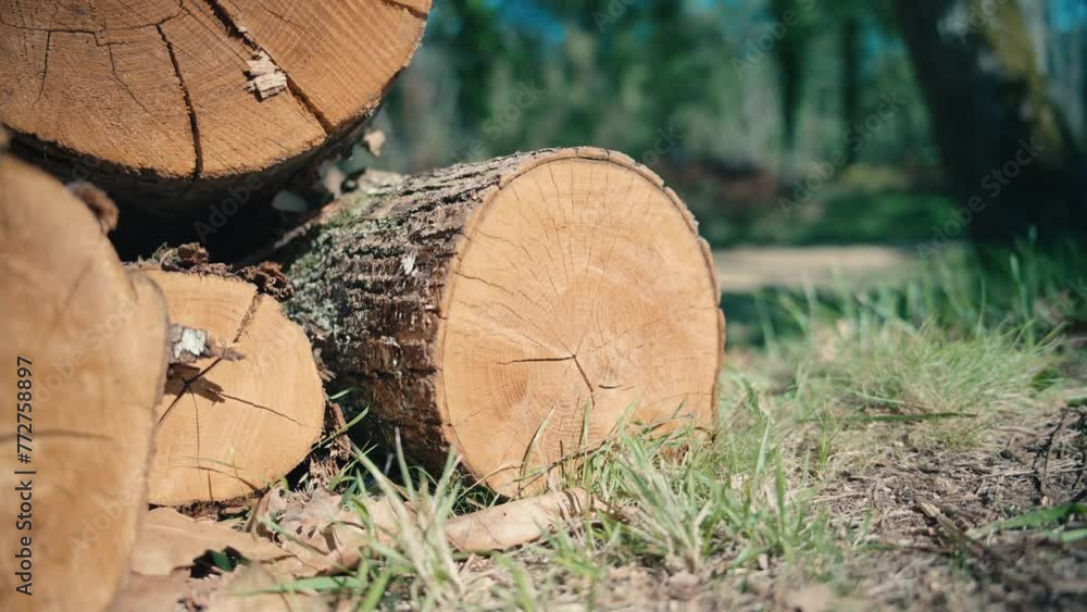 Pile of cut wood, large oak trunk, traveling forward to the wood pile, summer in forest