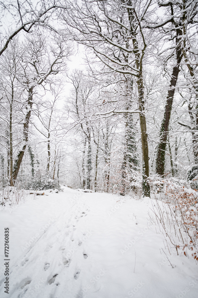 Fototapeta premium fine couche de neige dans la forêt