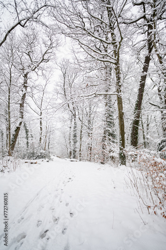 fine couche de neige dans la forêt