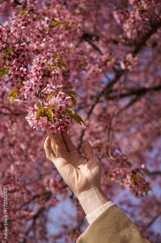 Woman’s hand reaching a cluster of fully bloomed sakura