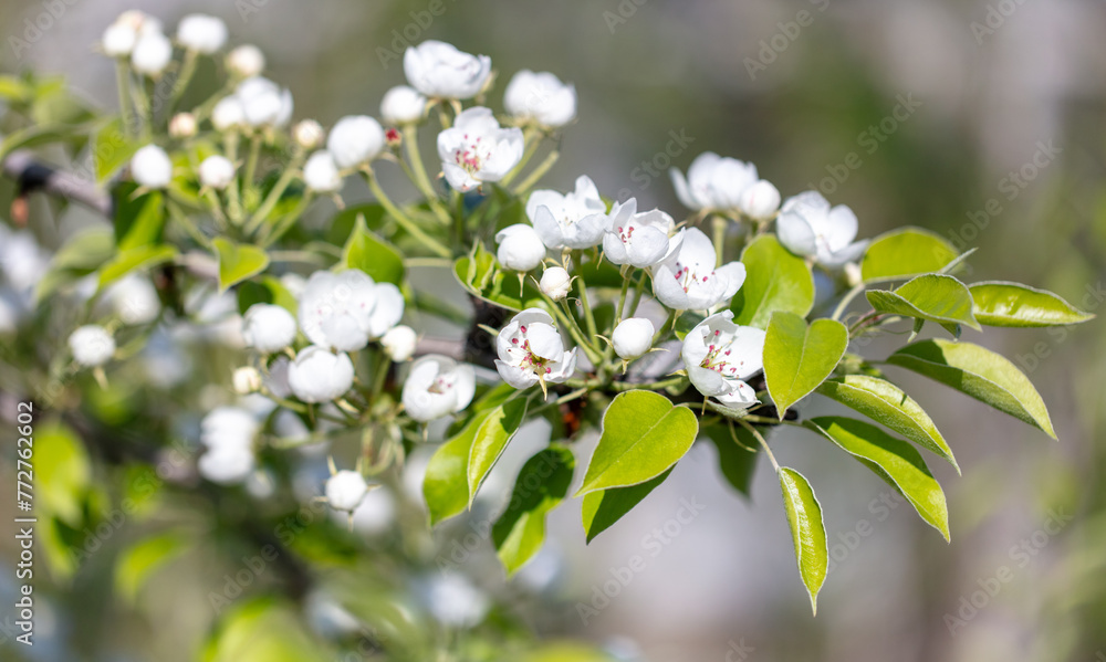 Flowers on a pear tree in spring. Close-up Flowers on a pear tree in spring. Close-up