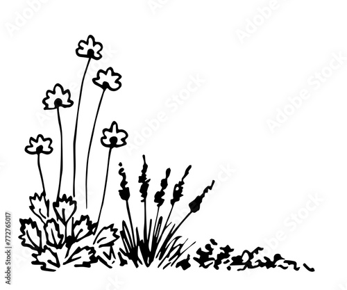 Flowers on a long stem  lavender  grass  lawn. Wild herbs  plants. Summer nature and vegetation. Simple vector ink sketch. Figure with a black outline.