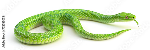 White-lipped green pit viper snake isolated on white background, Green Snake Isolated On White Background. 