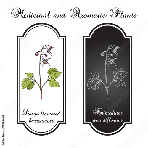 Large flowered barrenwort, or bishops hat (Epimedium grandiflorum), medicinal plant. Hand drawn botanical vector illustration photo