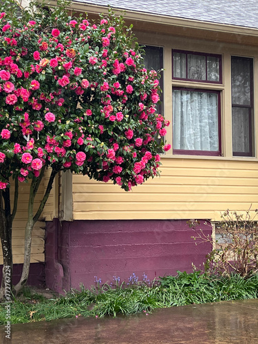 A colorful view with a tall camellia bush with hot pink blooms against a yellow and purple house 