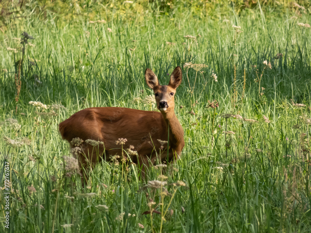 Roe deer doe (Capreolus capreolus) standing in meadow in long green grass in summer Roe deer doe (Capreolus capreolus) standing in meadow in long green grass in summer