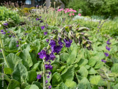 The Dragonmouth or Pyrenean dead-nettle (Horminum pyrenaicum) blooming with violet-blue, dark purple tubular or bell-shaped flowers photo