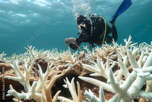 diver examining the health of coral polyps photo