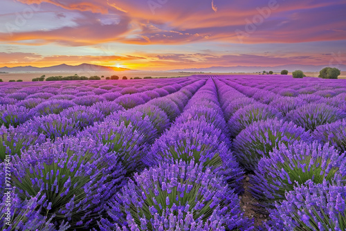Lavender Fields at Sunset: A Sea of Purple Stretches to the Horizon, Symbolizing Peace and Beauty