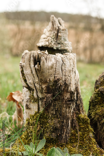Old tree stump with moss and lichen in the meadow.