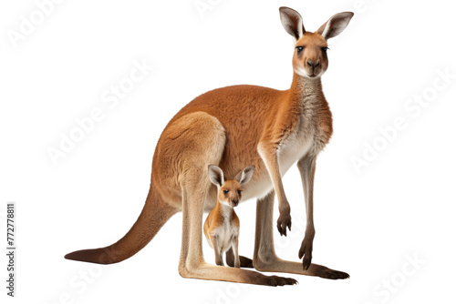 A Tender Moment: Kangaroo and Baby Kangaroo Standing Together. On a Clear PNG or White Background. photo