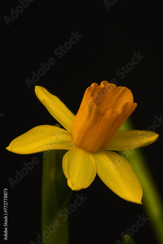 yellow lily flower © Grzegorz
