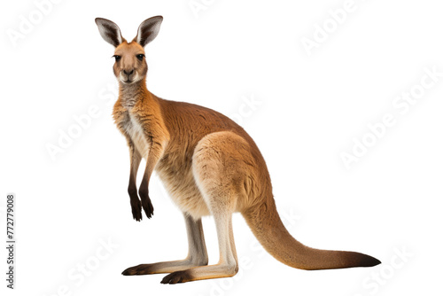 Graceful Kangaroo, Majestic Pose. On a Clear PNG or White Background.