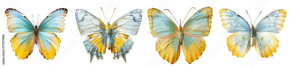 Beautiful colorful butterflies collection, isolated on transparent background. Beautiful colorful butterflies collection, isolated on transparent background.