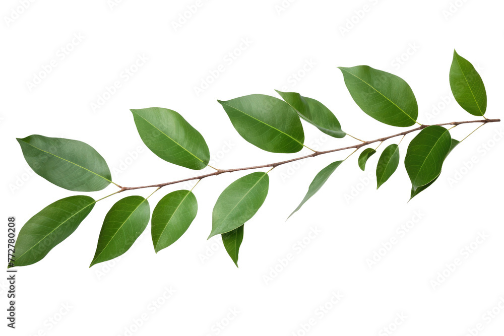 Fototapeta premium The Emerald Whispers: A Verdant Branch Dancing in the Breeze. On a Clear PNG or White Background.