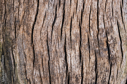 texture of a tree stump