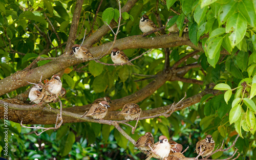 木の枝にとまるスズメたち