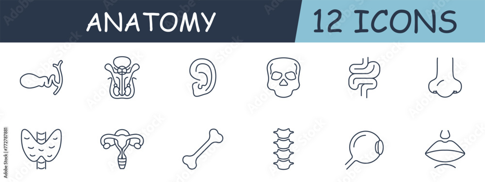 Anatomy set line icon. Intestines, skull, ear, eye, spine, bone, nose, mouth, uterus. 12 line icon. Vector line icon for business and advertising