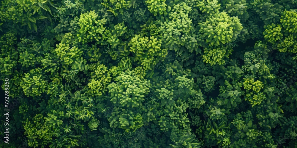 A photography of beautiful nature concept with green forest background A photography of beautiful nature concept with green forest background