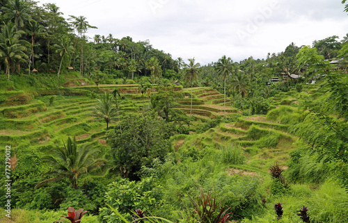 Landscape in Tegalalang Rice Terraces, Bali, Indonesia