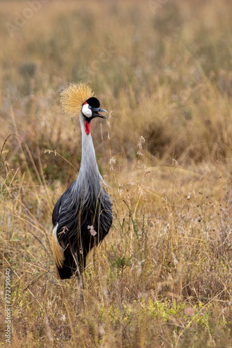 an image of a secretary bird walking through the grass