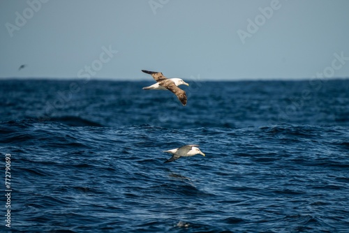 shy albatross and other sea birds feeding and flying over the ocean at the  south west cape in tasmania australia